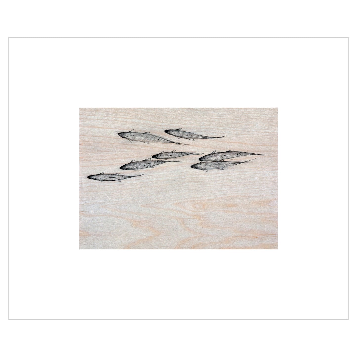 Oncorhynchus mykiss, The Steelhead